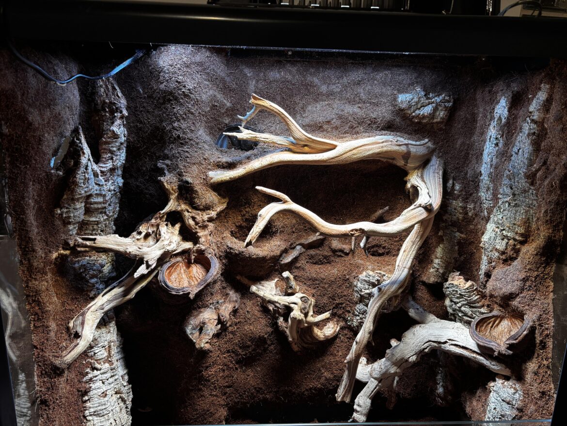 Our First Vivarium, looking for feedback!