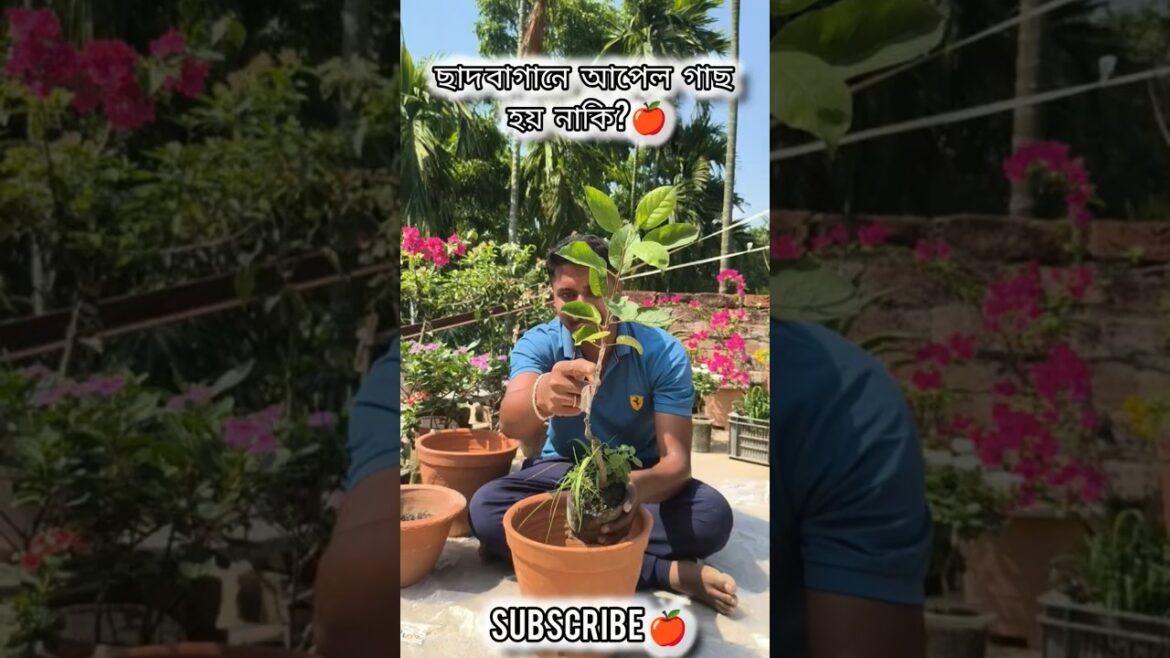 ছাদ বাগানে আপেল 🍎 গাছ হয় নাকি? #youtubeshorts #stroberry  #apple #shorts #shortvideo #gardening