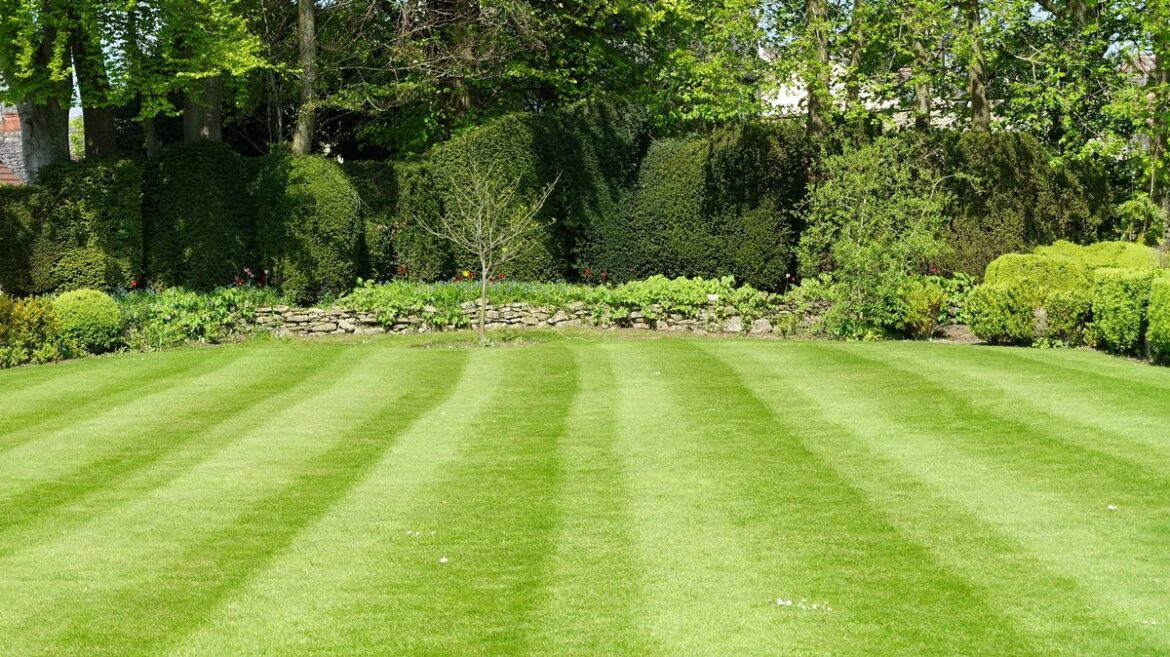 Lawns will be luscious and green in summer if 1 key task is done now Daily Mirror