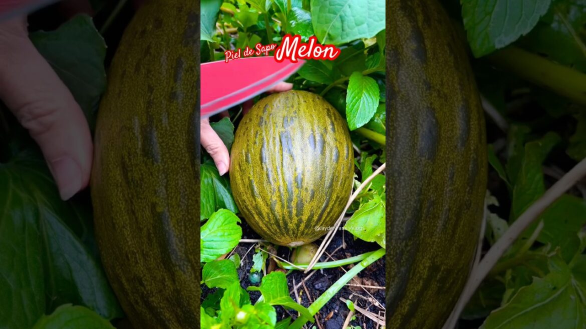 Fruit cutting Melon Piel de sapo 😱 #shorts #satisfying #fruit #enjoy #garden Fruit cutting Melon Piel de sapo 😱 #shorts #satisfying #fruit #enjoy #garden