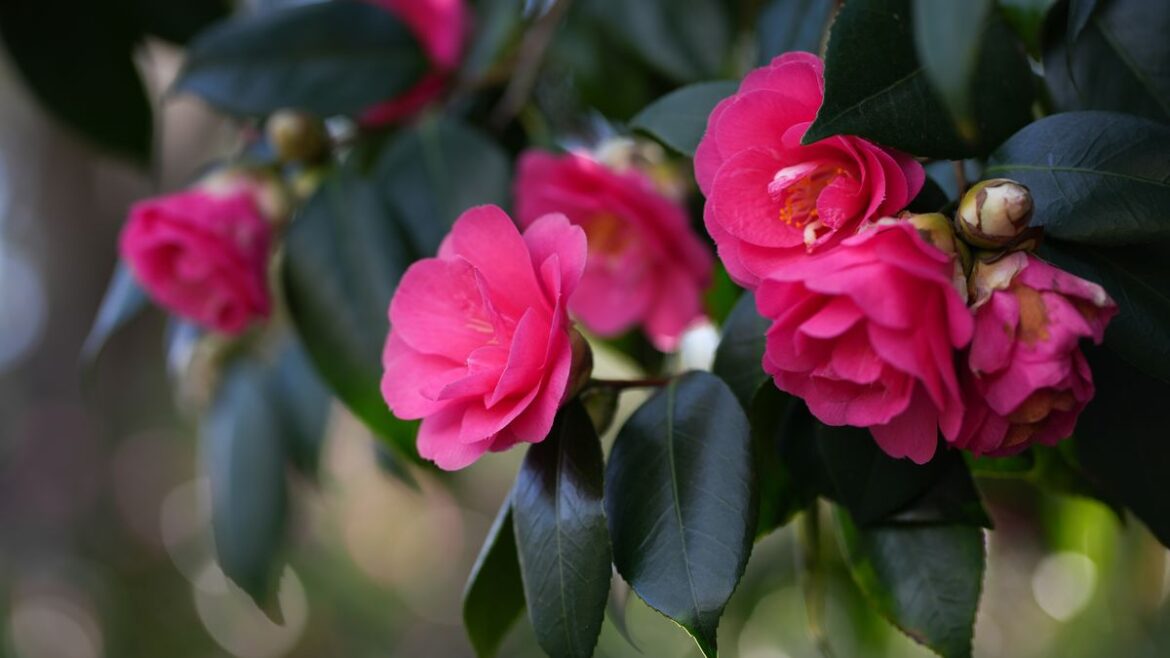 Camellias will grow back bigger and better next year if gardeners do 3 important jobs now Daily Mirror