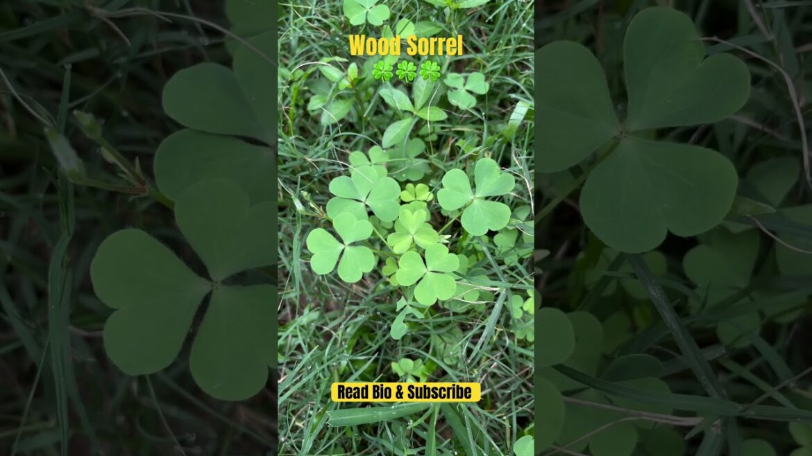 Wood Sorrel🍀 আমরুল শাক 🍀 चांगेरी 🍀Vegetable Shorts l Gardening Videos #shorts #health #farming