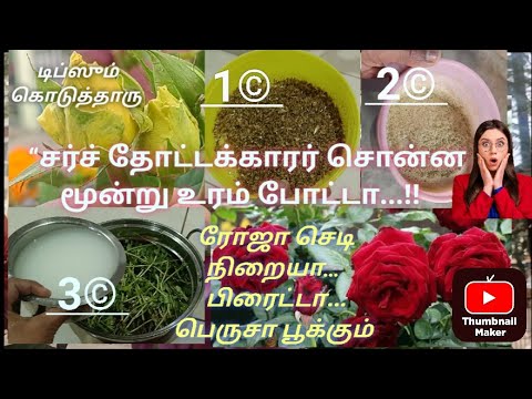 ரோஜா செடி பூக்கலைன்னா இதை பண்ணுங்க! Church gardener tips#rosenersyapookka ரோஜா செடி பூக்கலைன்னா இதை பண்ணுங்க! Church gardener tips#rosenersyapookka