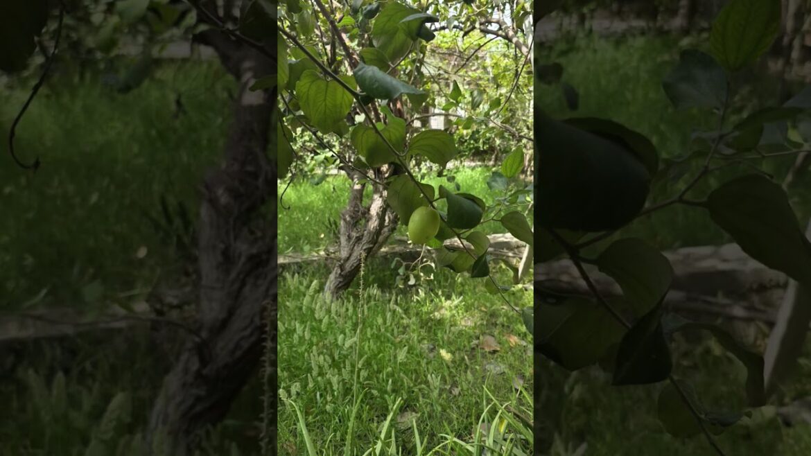 jujube fruit harvest from Nature