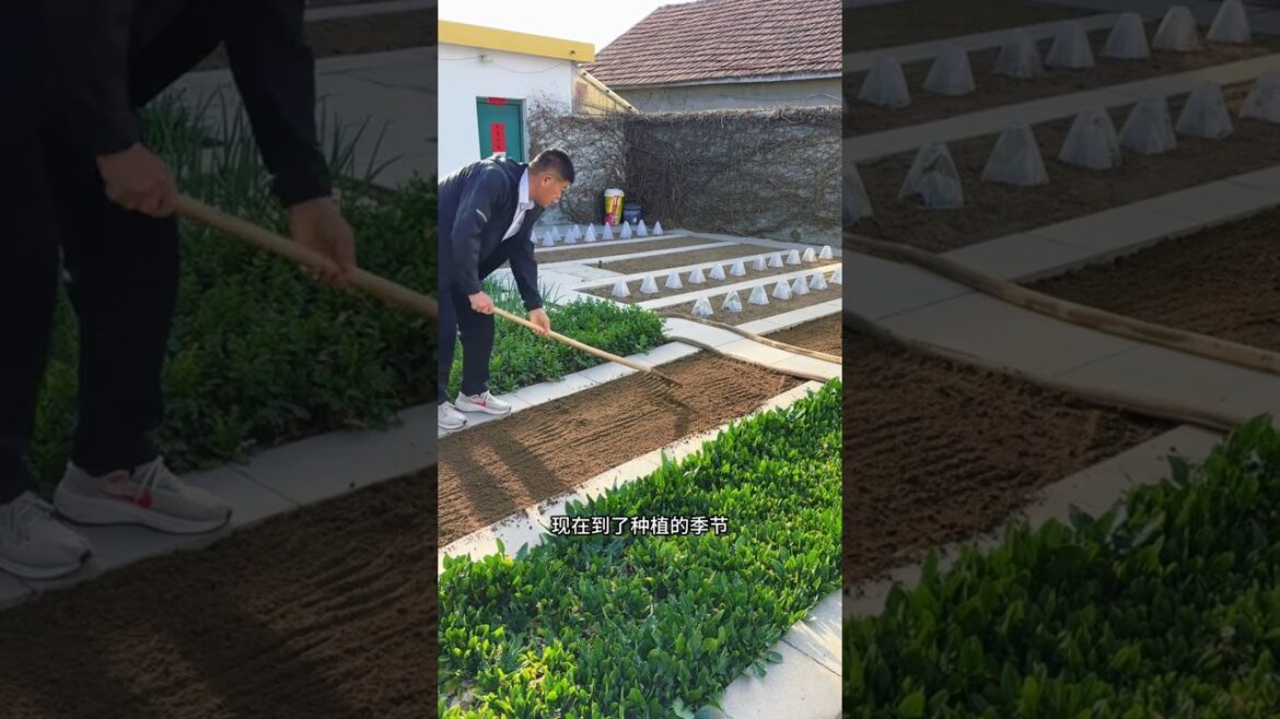 A quiet garden that grows more than just food #growvegetables #vegetablegardening