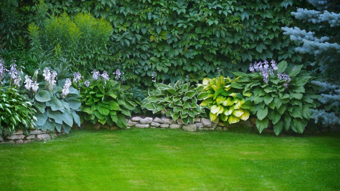 Gardeners should do 1 key task now to help lawns become lush and green for summer Devon Live