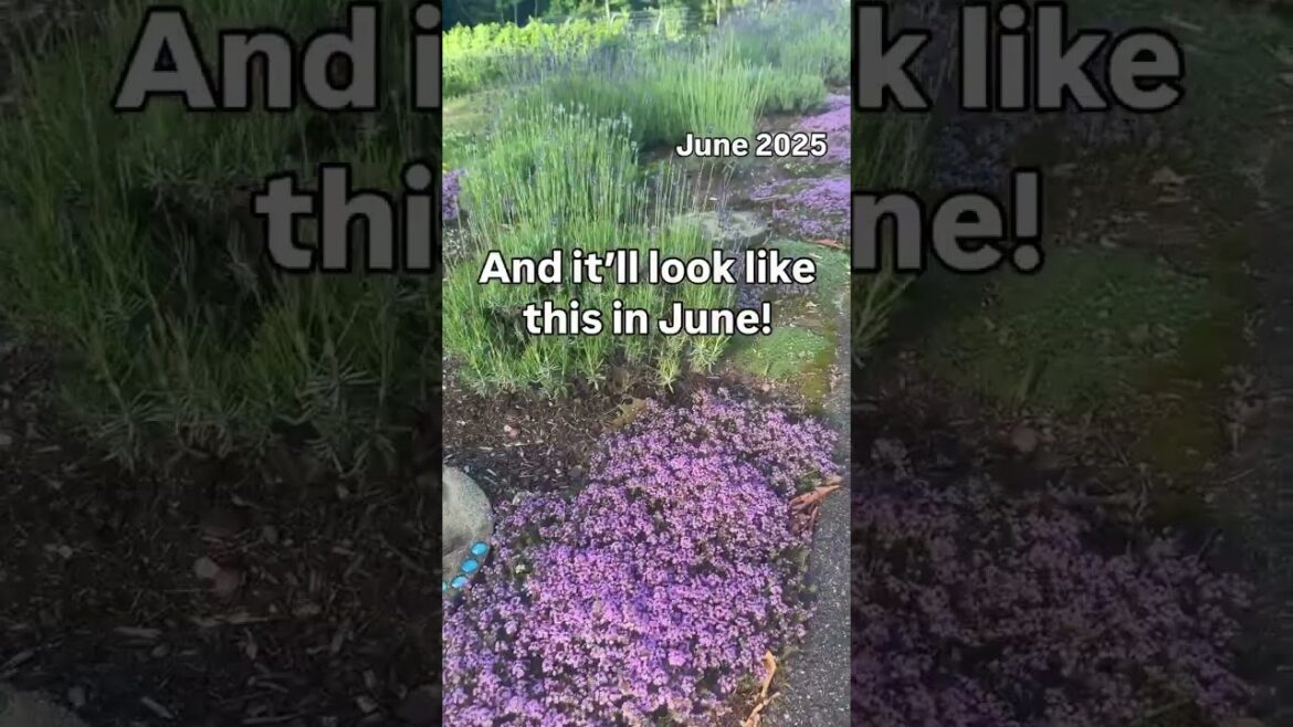 Mother of thyme, also known as creeping thyme or wild thyme, is a low-growing, mat-forming perennial
