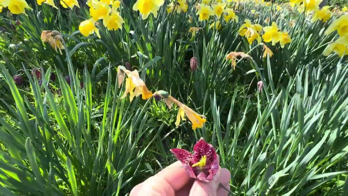 How To Naturalise Snakes Head Fritillaria? How To Naturalise Snakes Head Fritillaria?