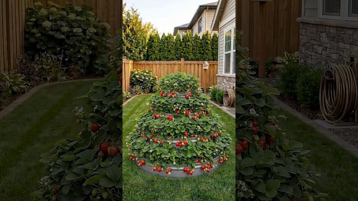 🍓 How to grow a TON of Strawberries! Best DIY planter ever! 🍓 How to grow a TON of Strawberries! Best DIY planter ever!