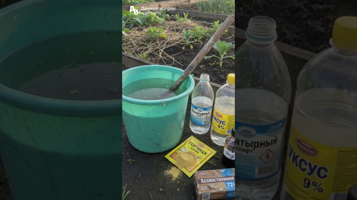 Универсальное средство от вредителей #дача #сад #огород