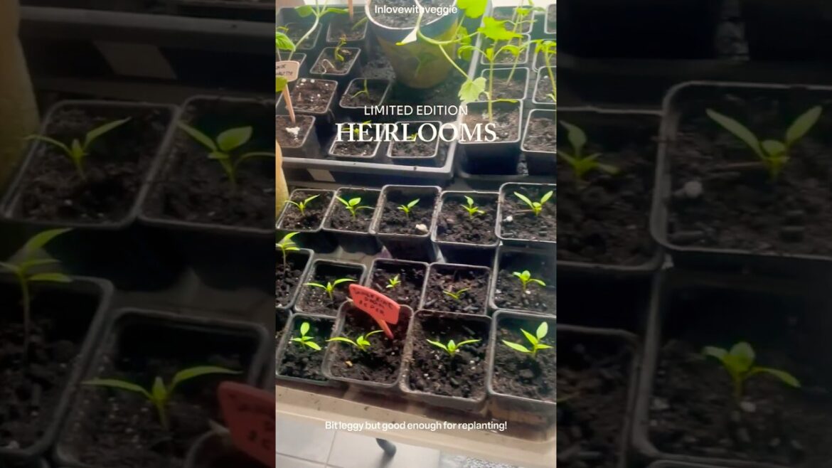 HEIRLOOM VEGETABLE GROWTH! Growing from seed