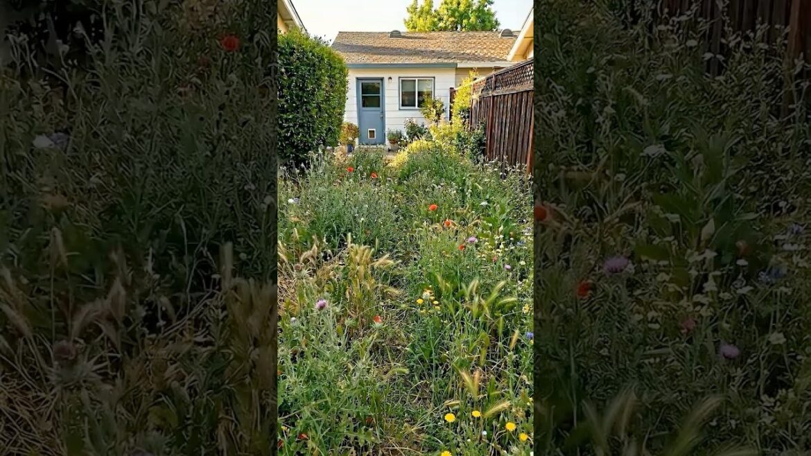 Overgrown Yard to Dream Rose Garden 🌹 Overgrown Yard to Dream Rose Garden 🌹