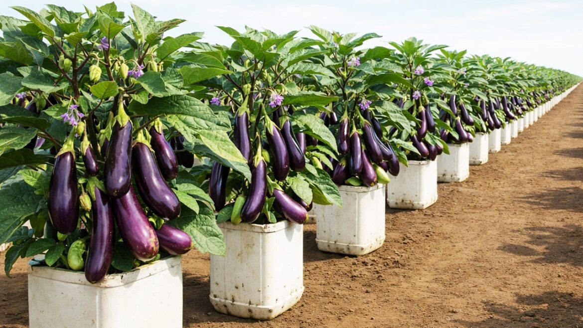 Grow Eggplant on a Balcony – Easy Container Gardening at Home Grow Eggplant on a Balcony – Easy Container Gardening at Home