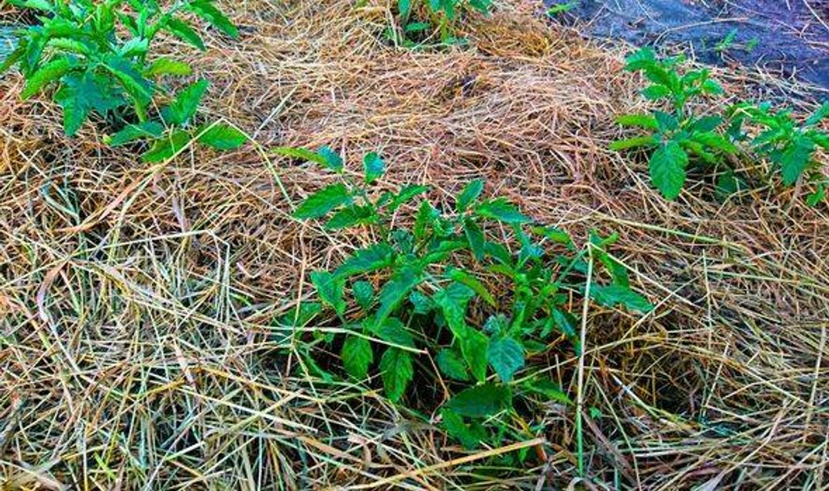 Picture of mulched plants