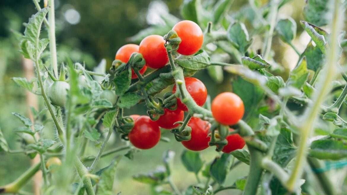 Tomatoes stay healthy and blight-free with 1 simple mulching trick Daily Mirror