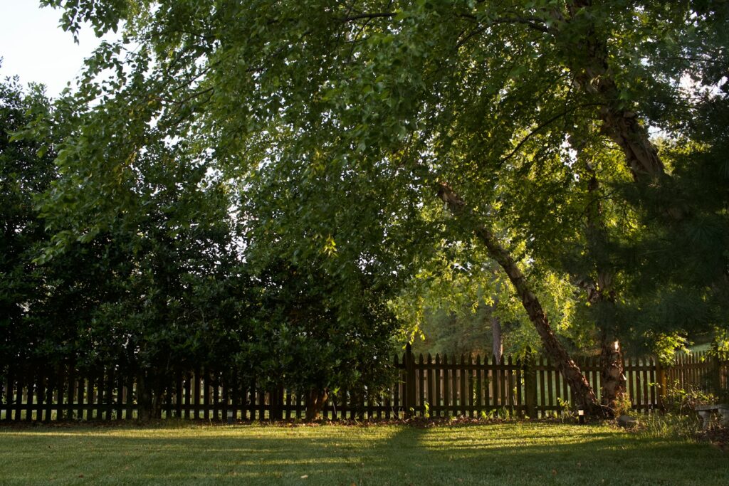 Gardener Says Her Backyard Started Failing After One Tree Was Removed Nearby, Now Nothing Grows the Same Lovely Garden Roots