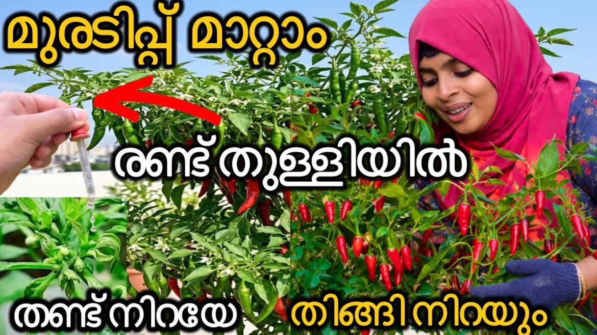 മുരടിപ്പ് വരാതെ പച്ചമുളക് കൃഷി ചെയ്യാം 😱|Pachamulaku Krishi in Malayalam|Chilli Krishi #agriculture