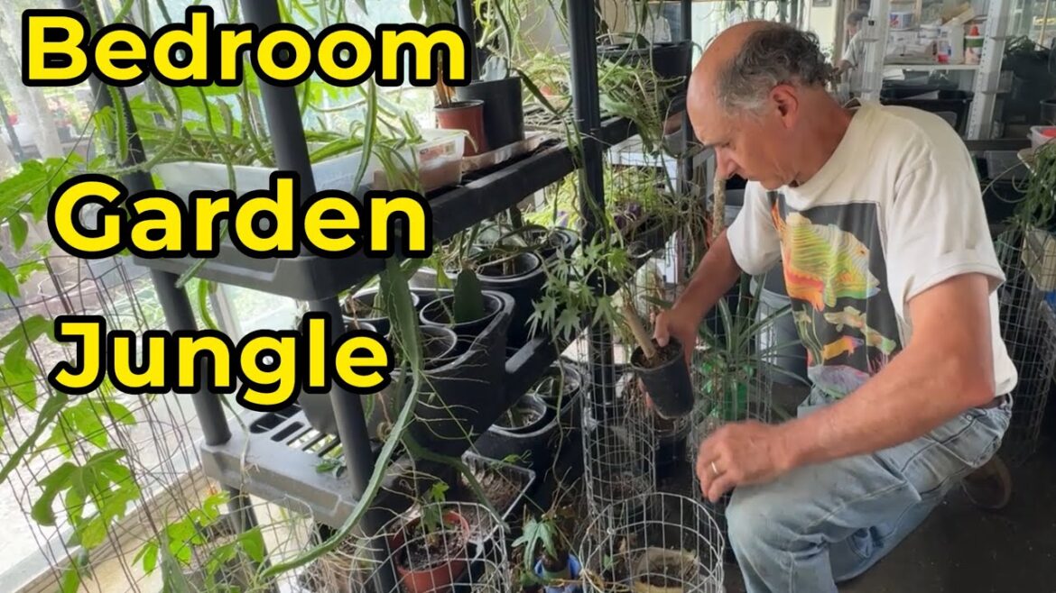 Greenhouse Bedroom Garden Jungle Growing Tons of Edible Plants Pineapple Dragonfruit Gac Bele Herbs Greenhouse Bedroom Garden Jungle Growing Tons of Edible Plants Pineapple Dragonfruit Gac Bele Herbs