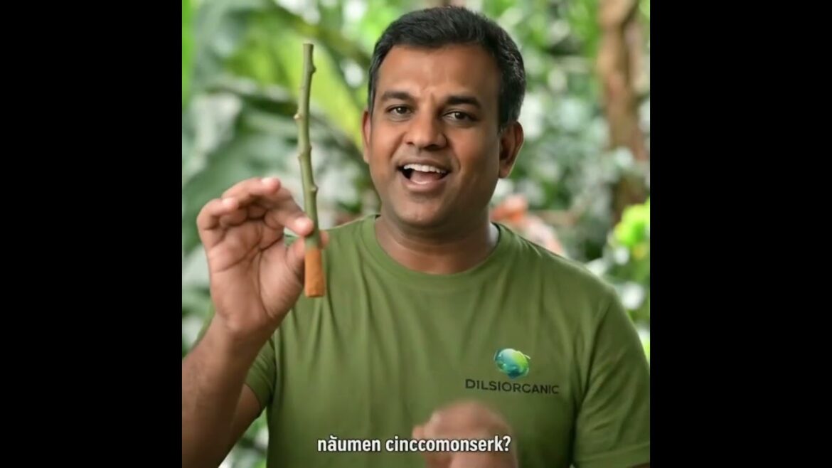 කුස්සියේ තියෙන කුරුඳු කුඩු වලින් පැල වලට මැජික් එකක්! | Cinnamon Plant Hack in Sinhala