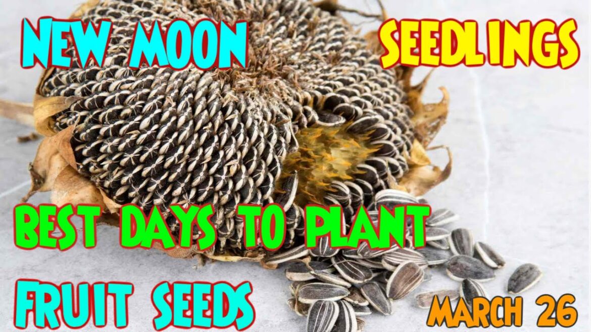 March Seed Germination Dates | Seed Starting Guide | Sustainable Vegetable Gardening March Seed Germination Dates | Seed Starting Guide | Sustainable Vegetable Gardening