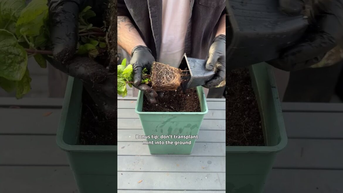 The best vegetables and herbs for beginner gardeners The best vegetables and herbs for beginner gardeners