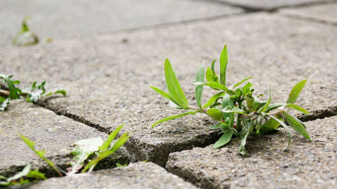 Five clever ways to use white vinegar in the garden – from weed killer to pest control Devon Live