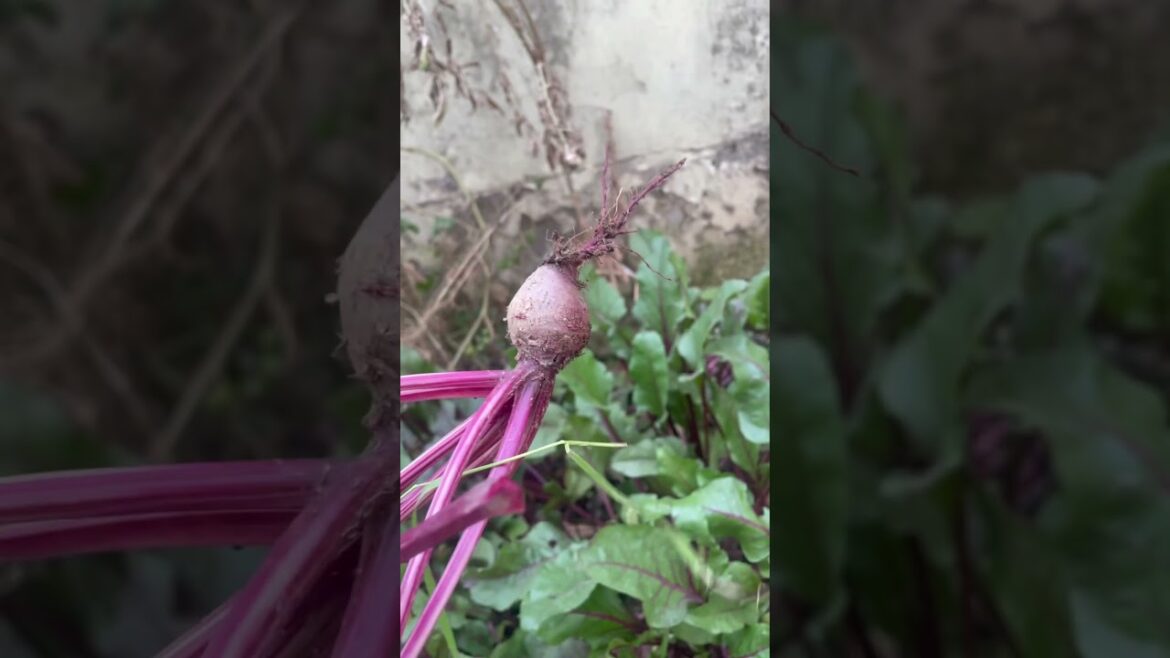Harvesting BEETROOT from my kitchen garden | Seed grown organic beetroot at home! Harvesting BEETROOT from my kitchen garden | Seed grown organic beetroot at home!
