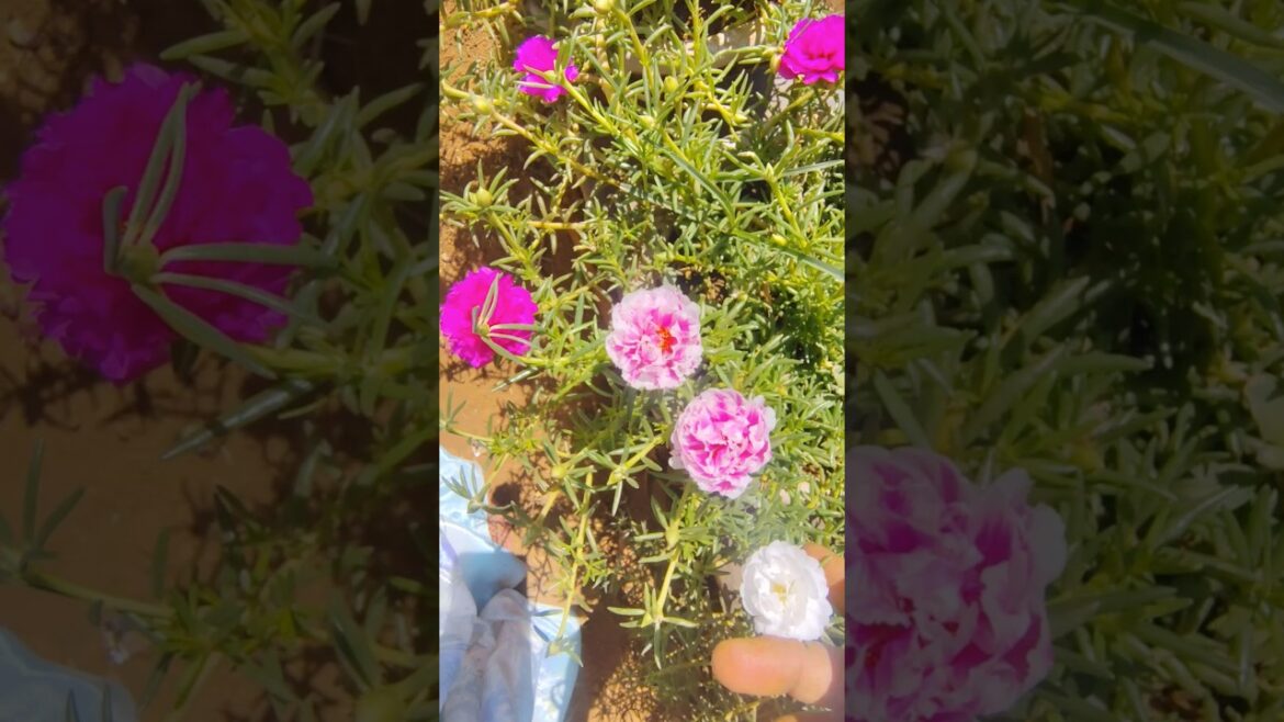 पुर्तुलाकाके पौधेपर ढेरों फूल कैसे पाएं? #portulaca #shortfeed #shorts #gardening  #plantcaretips