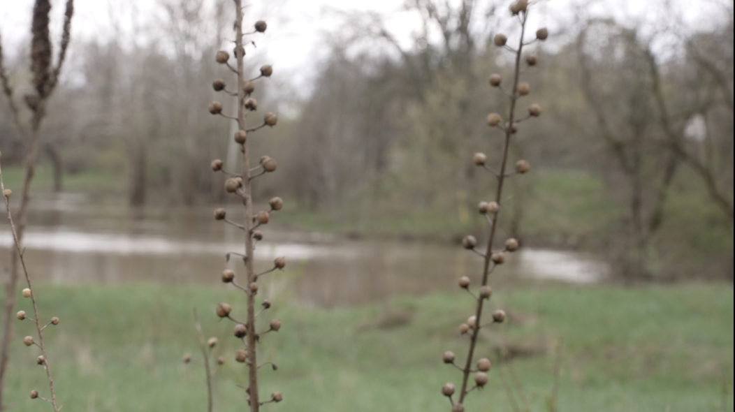 Plaster Creek plant