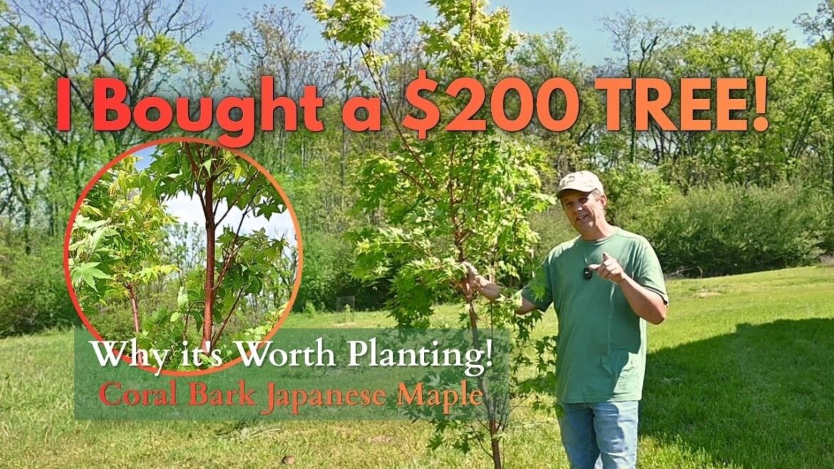 I just Bought a $200 Tree, Here’s Why! (‘Sango Kaku’ Japanese Maple) I just Bought a $200 Tree, Here's Why! ('Sango Kaku' Japanese Maple)