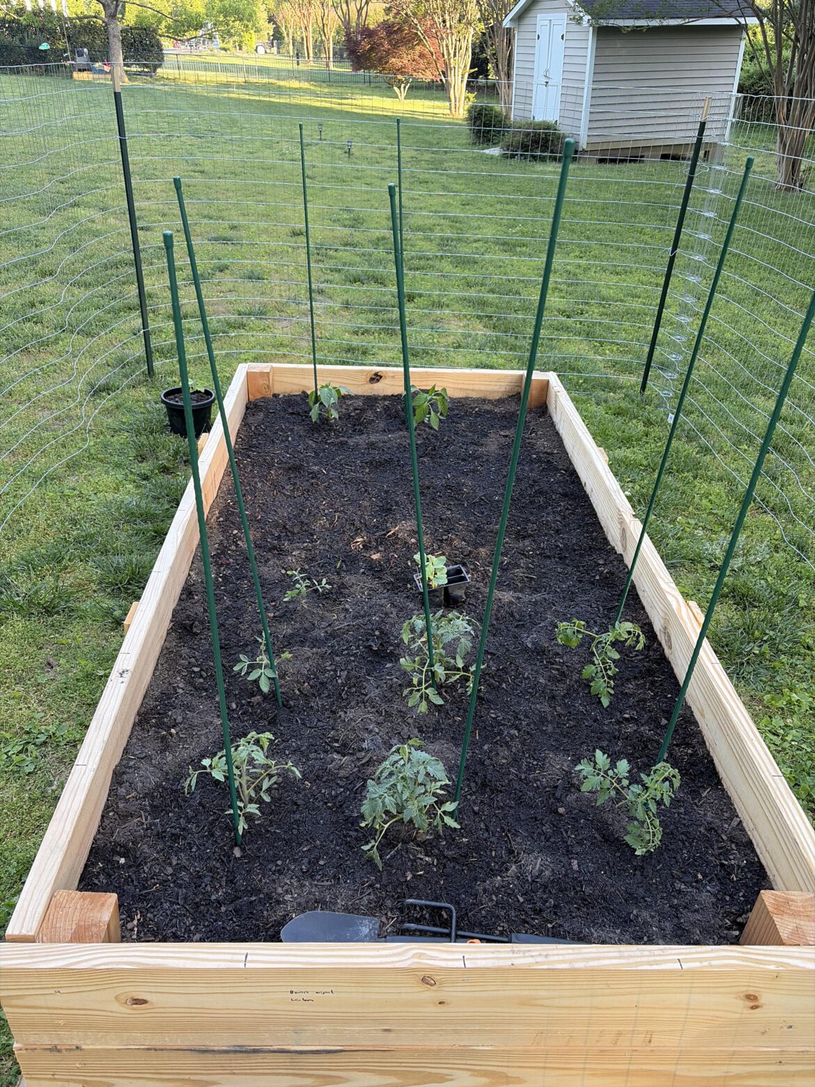 Are my tomatoes too close together?