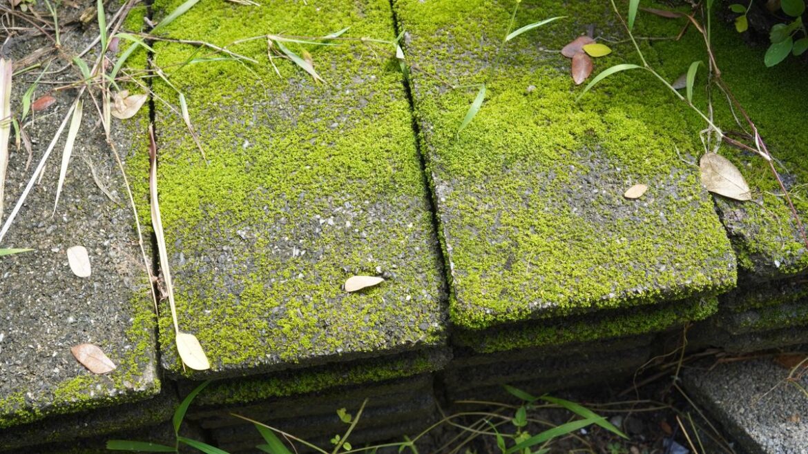 Moss will clear from patio and garden furniture with 49p kitchen item Daily Mirror