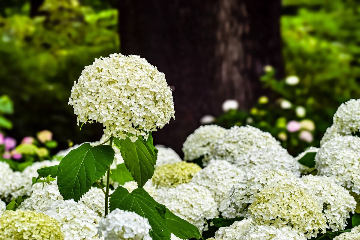 A detailed view of a large, spherical white hydrangea blossom surrounded by other flowers and green foliage, creating a natural garden scene