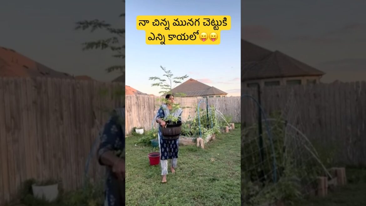 నా చిన్న మునగ చెట్టుకి ఎన్ని కాయలో😝 నా చిన్న మునగ చెట్టుకి ఎన్ని కాయలో😝