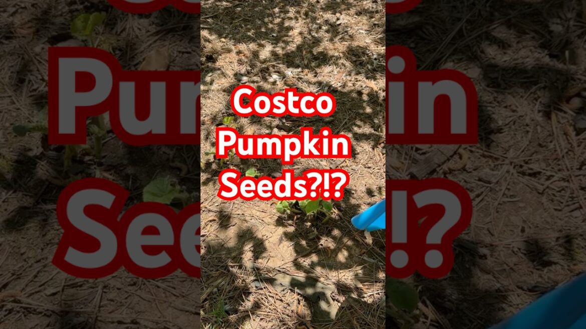 I Replanted Seeds from a Costco Pumpkin and They Actually Grew! 🎃 | NC Garden