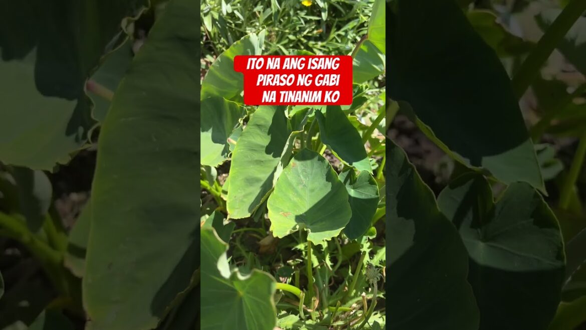 I planted only one Taro Root bulb | Edible root crop | Edible Taro Leaves