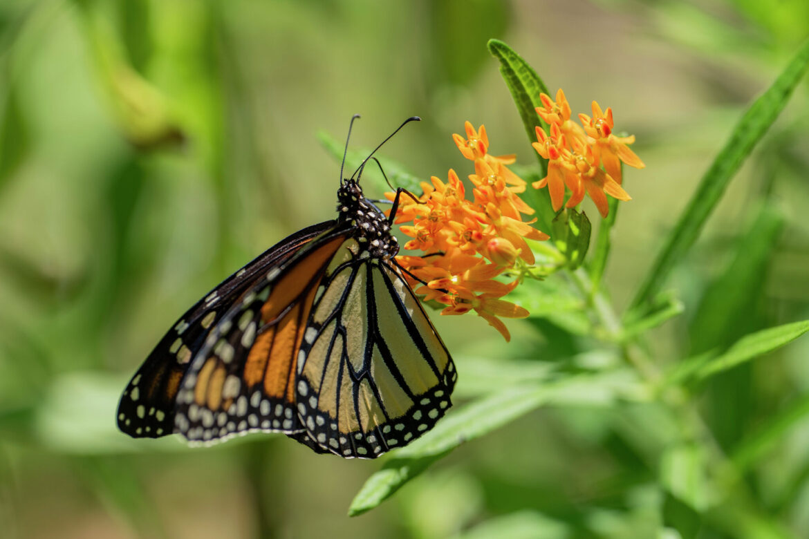 Monarch butterflies return; gardeners can help now