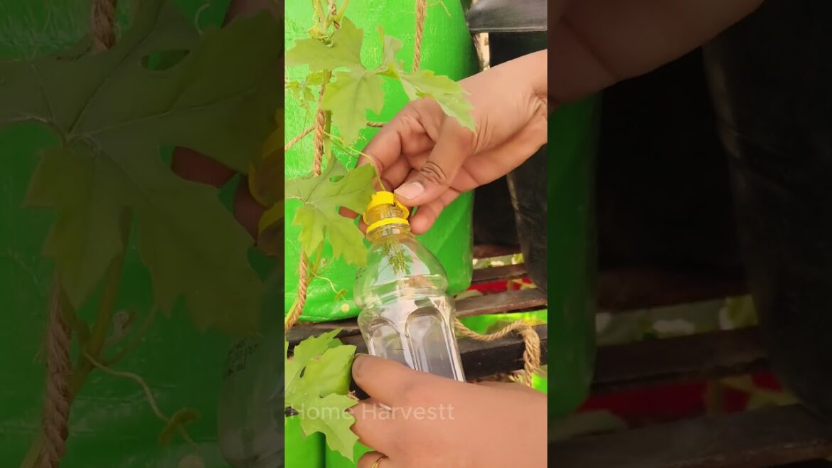 This Bottle Hack Saves Entire Bitter Gourd Crops #shorts #gardening #trick This Bottle Hack Saves Entire Bitter Gourd Crops #shorts #gardening #trick