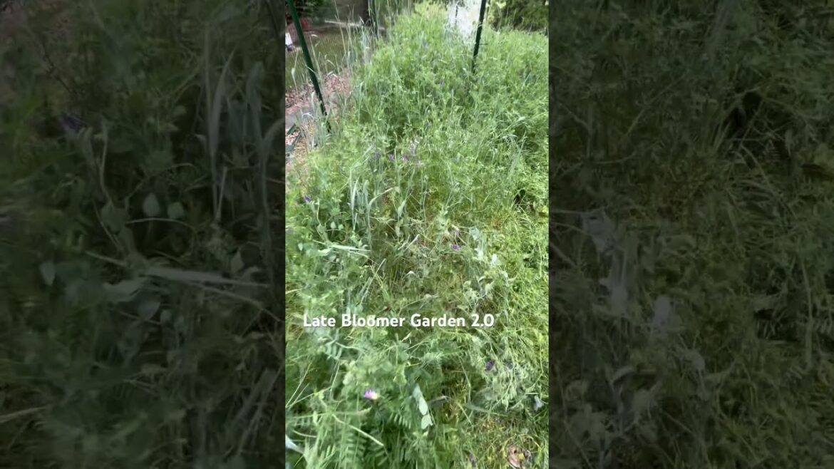 Part of my Decision #covercrops #growfoodnotlawns