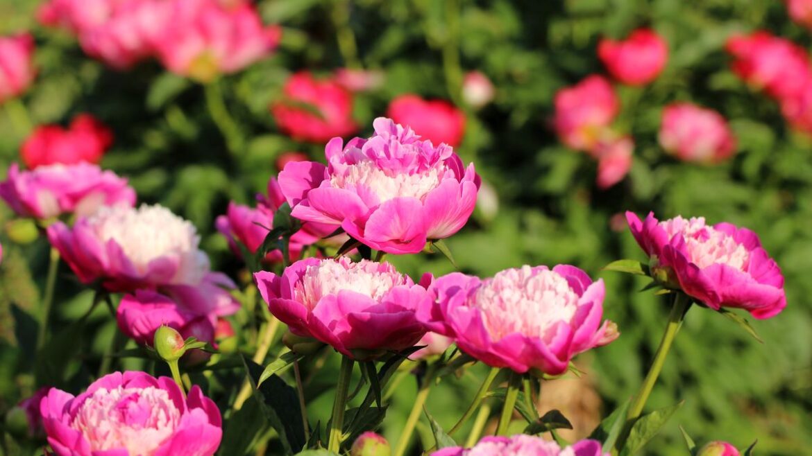 Peonies will flower beautifully year after year if 3 vital tasks are done now Daily Mirror