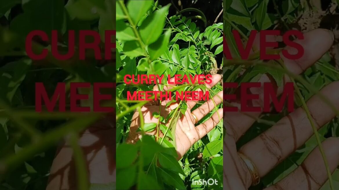 10 Medicinal Plant Scientific name and their uses||Scientific name of medicial plants name and uses