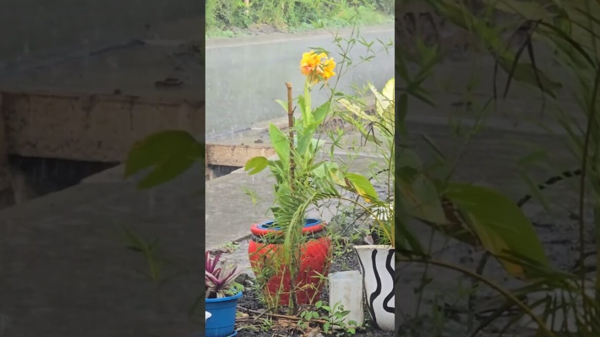 POV: You Had Plans… Then It Rained 😭🌧️#shortvideo #ytshorts #minivlog