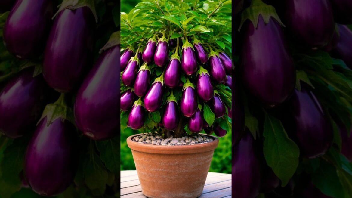 “🍆 Unreal Eggplant Harvest in Just 18 Days! 🌱 #shorts”#shortsfeed #garden #satisfying "🍆 Unreal Eggplant Harvest in Just 18 Days! 🌱 #shorts"#shortsfeed #garden #satisfying