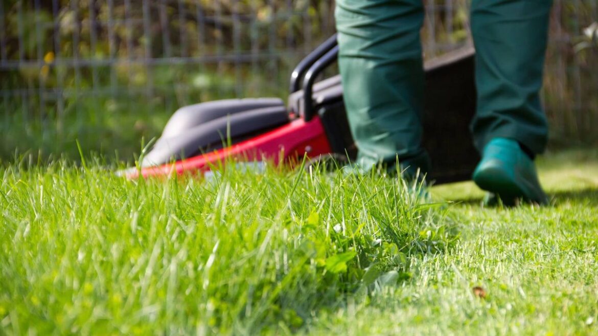 Gardening expert says people make the same mistake when mowing the lawn Devon Live