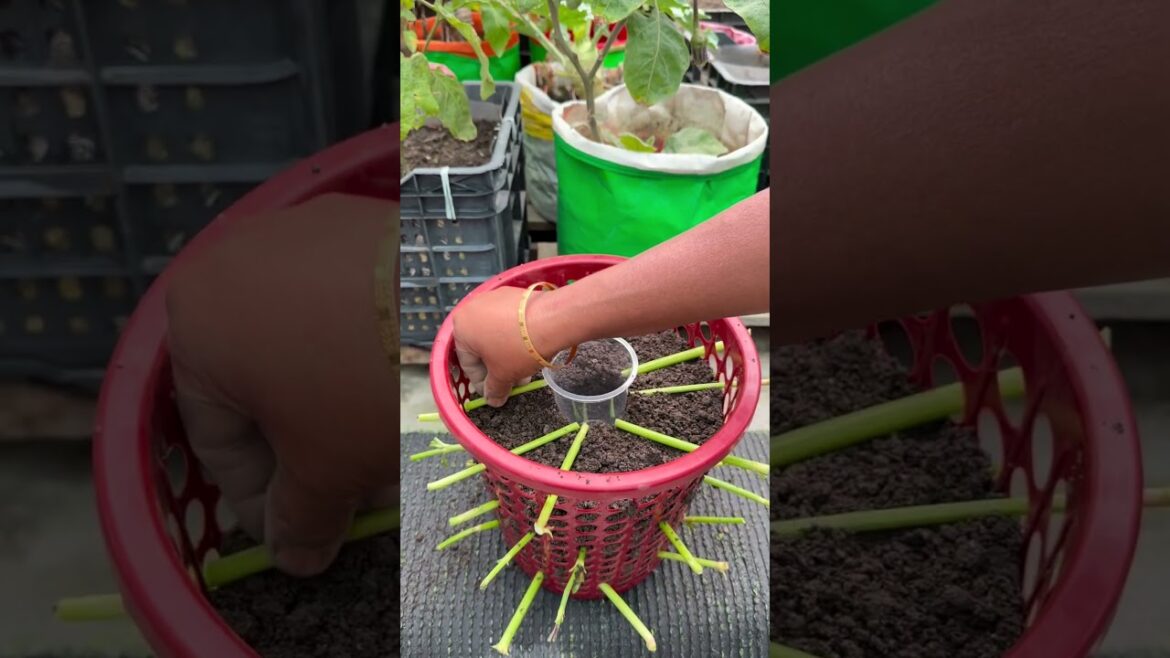 Planting water spinach in gardening bucket using compost soil for stalks to save space #spinach