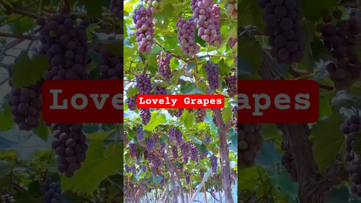 Grapes Farming |#gardening #Farming #ihavethisthingwithplants Grapes Farming |#gardening #Farming #ihavethisthingwithplants