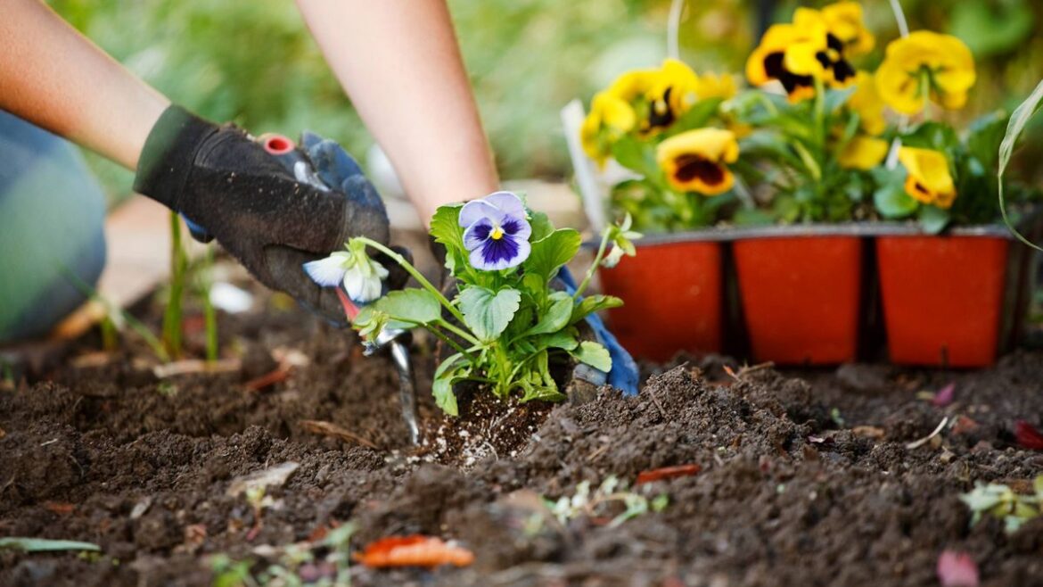 Gardener shares ‘ultimate’ 8-step guide to help your summer garden blooms thrive RSVP Live