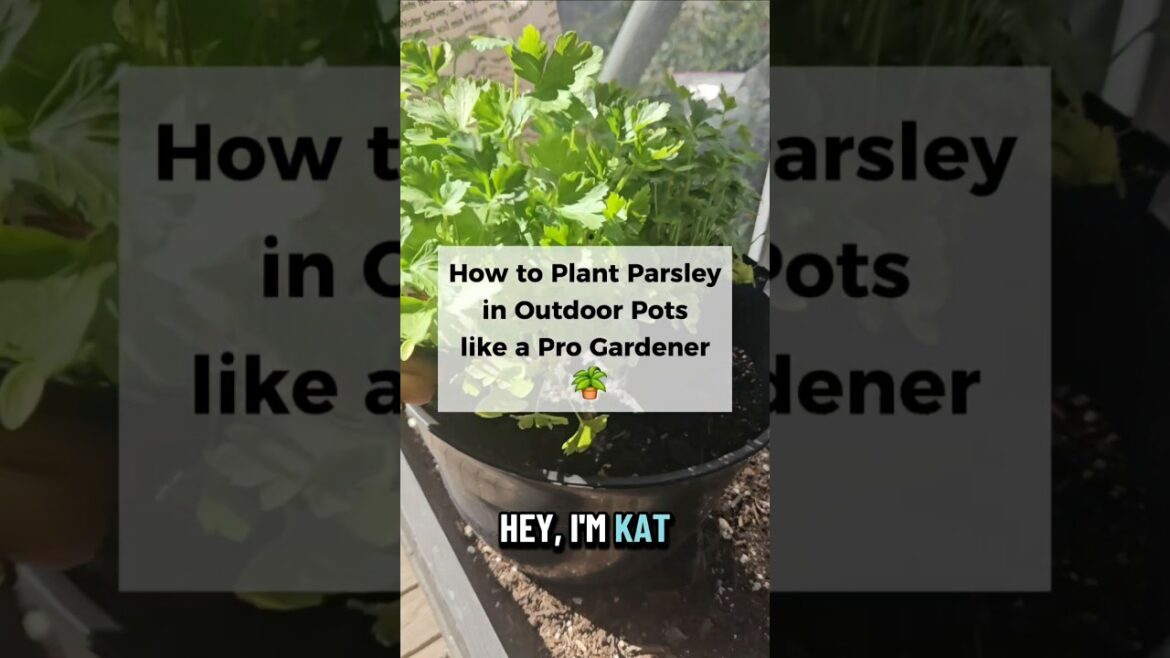 #containergardening #growyourownfood #growfood #growfoodathome
