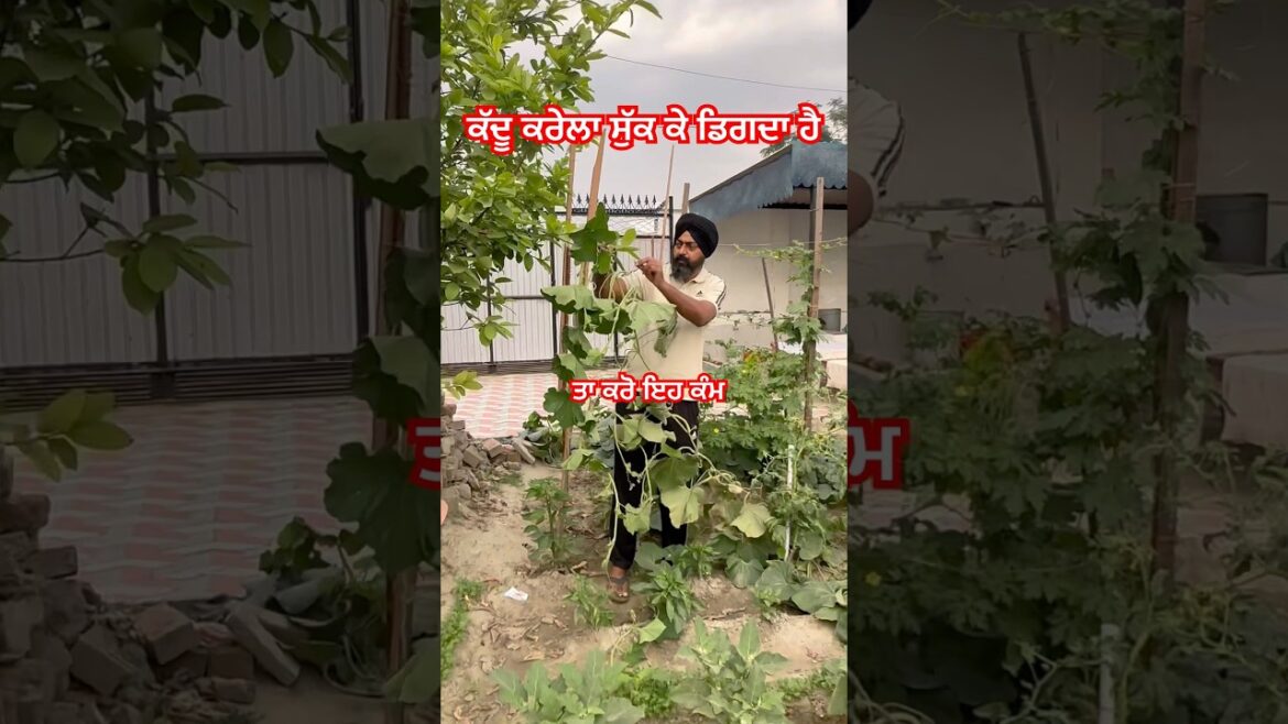 ਕੱਦੂ ਕਰੇਲਾ ਸੁੱਕ ਕੇ ਡਿਗਦਾ ਹੈ ਤਾ ਕਰੋ ਇਹ ਕੰਮ 🍅🍆🥒@AmarjitSingh-o2w #vegetables #gardening #organic