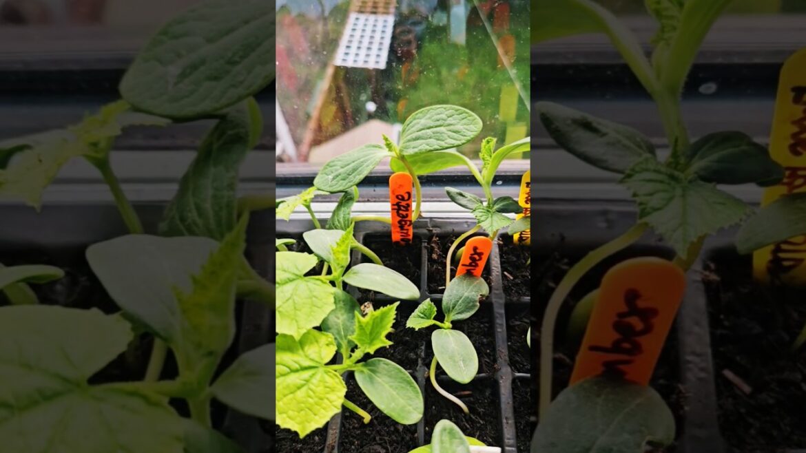 UK 🇬🇧 Backyard Gardening  Vegetable plants update 11th April 2026 #plants #growveg #foryoupagereels